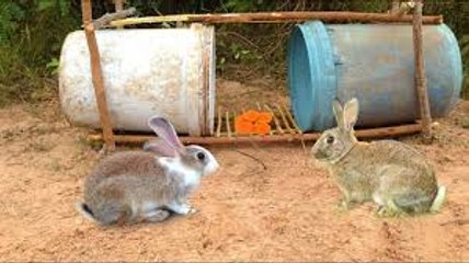 Amazing Quick Rabbit Trap Using Buckets - How To Make Rabbit Trap & Plastic Buckets Work 100%