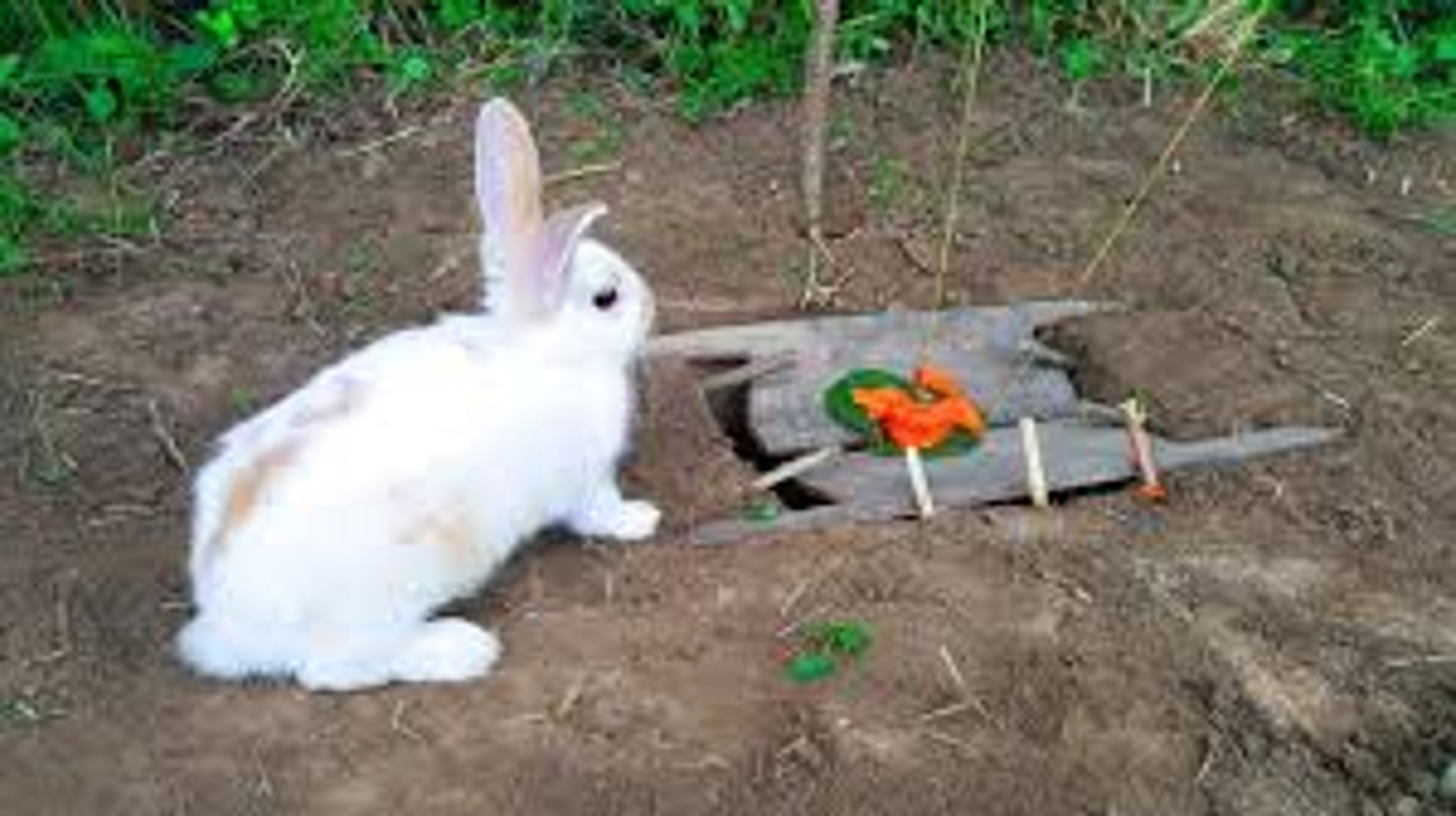 Включи видео кролики. Силок на кролика. Заяц на участке. Кролик в огороде. Кролики на участке.