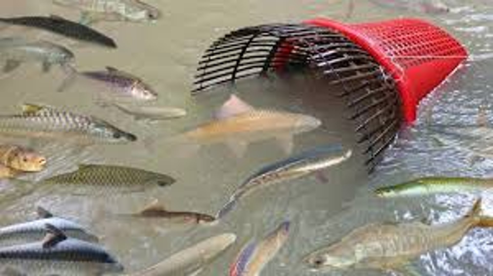 Creative Girl Make Fish Trap Using Plastic Bottle - Basket