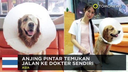 Tải video: Anjing pintar: anjing lawan ular piton demi lindungi kucing - TomoNews