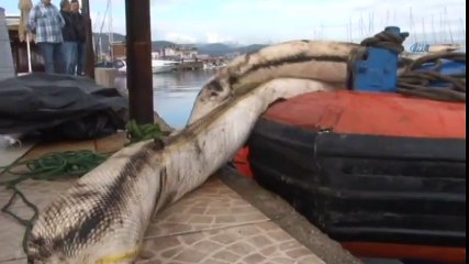 Yakıtla Kaplanan Urla Limanında Temizleme Çalışmaları Sürüyor