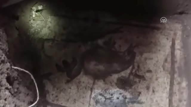 Kaçak Kazı Alanında Mozaik Bulundu