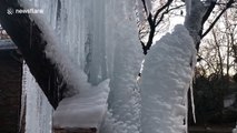 South Carolina man creates ice tree sculpture during deep freeze