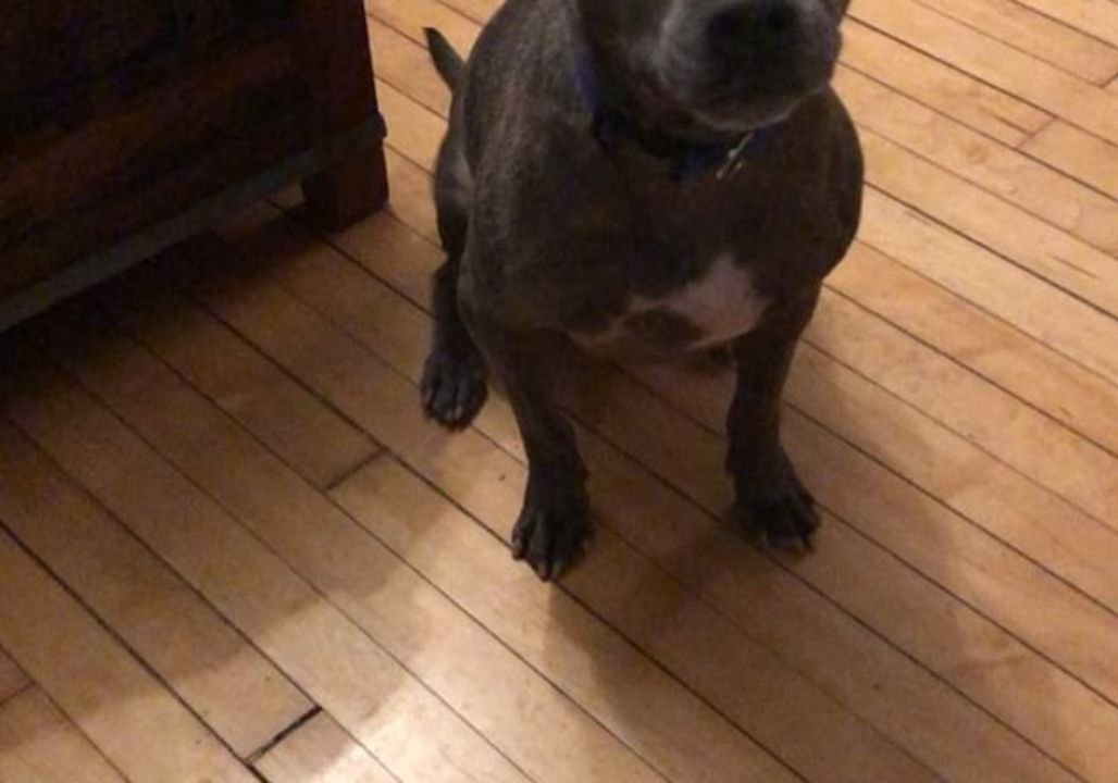 Loyal Dog Helps Owner Remove Socks