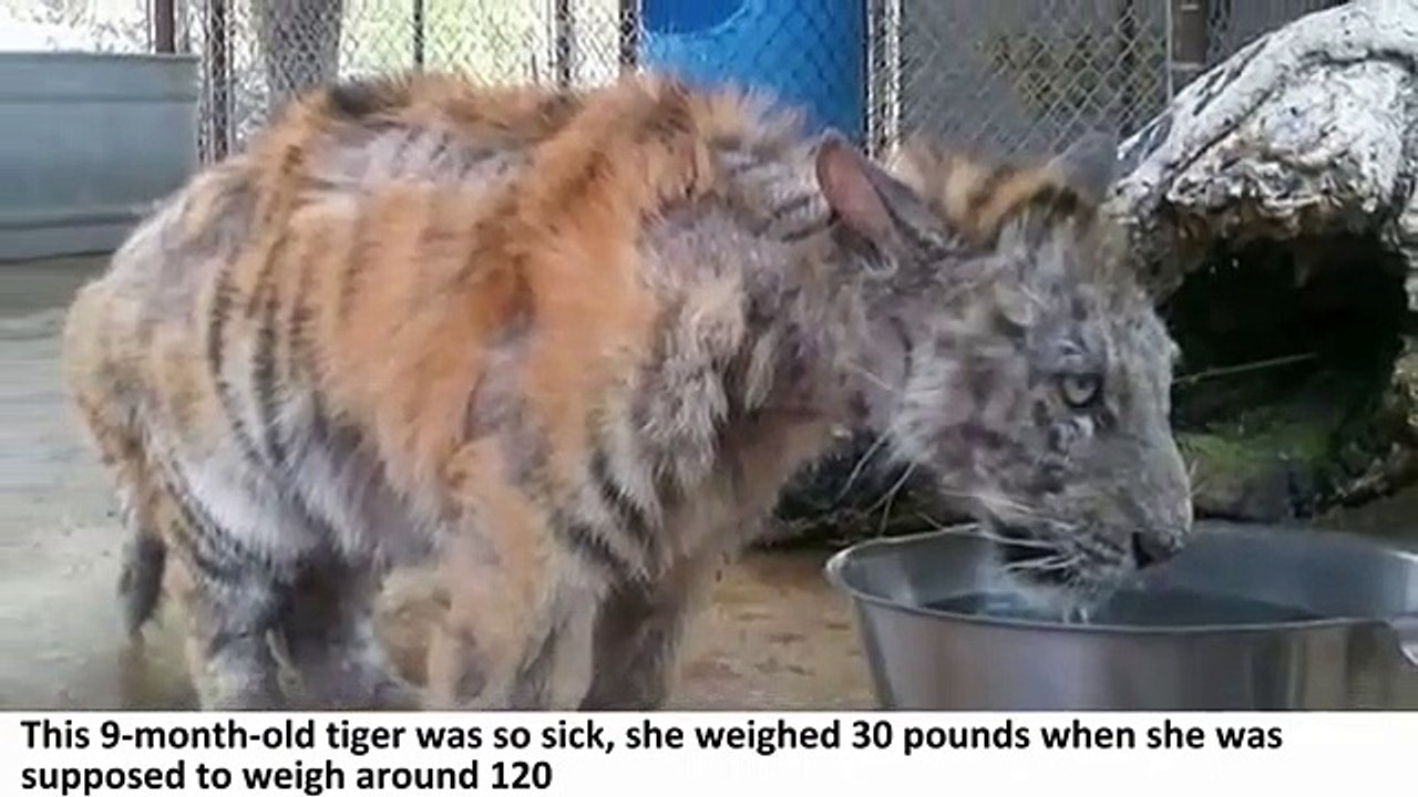 She Was A Neglected Circus Tiger Who Never Felt Love. Then, She Found Her Soulmate