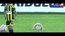 Perro se divierte jugando en la cancha Tachira vs Pumas Copa Libertadores 2016