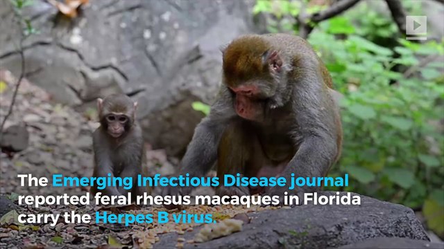 Study Reveals Florida Monkeys Carry Deadly Herpes Virus