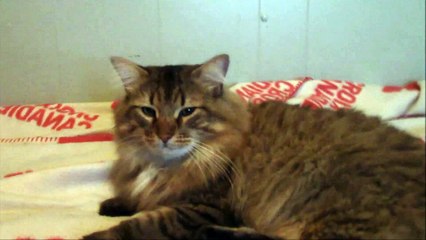 RMG Rebooted EP 83 Halloween Special 6 Layers Of Fear PS4 Game Review Part Three