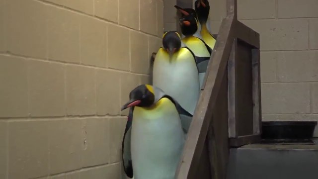 Dark Vador version... PINGOUIN !!! Hilarant !!