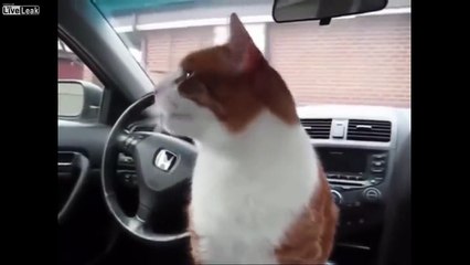 Enorme ce chat éternue comme un enfant !