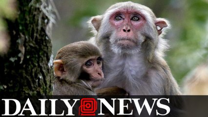 Florida monkeys could pass killer herpes to people