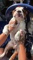 Bathing a Bulldog