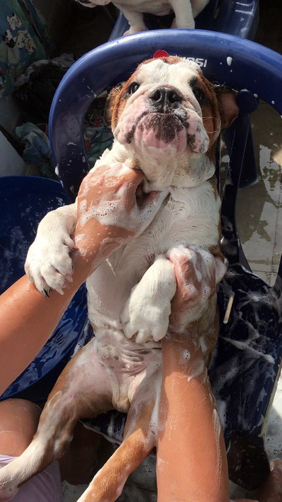 Bathing a Bulldog