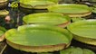 Endangered Giant Lily Pads Are Having a Comeback in Paraguay