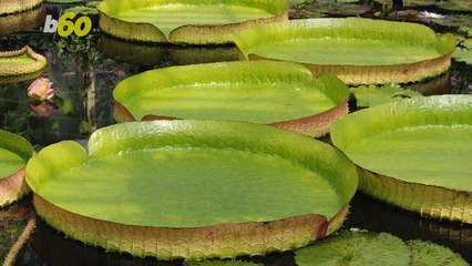 Endangered Giant Lily Pads Are Having a Comeback in Paraguay