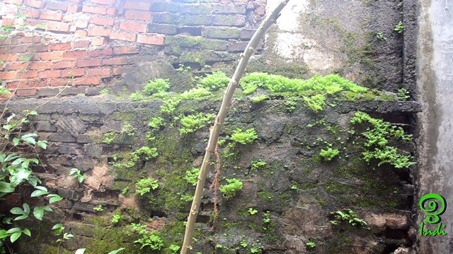 Okra Seeds Germination on the Tree