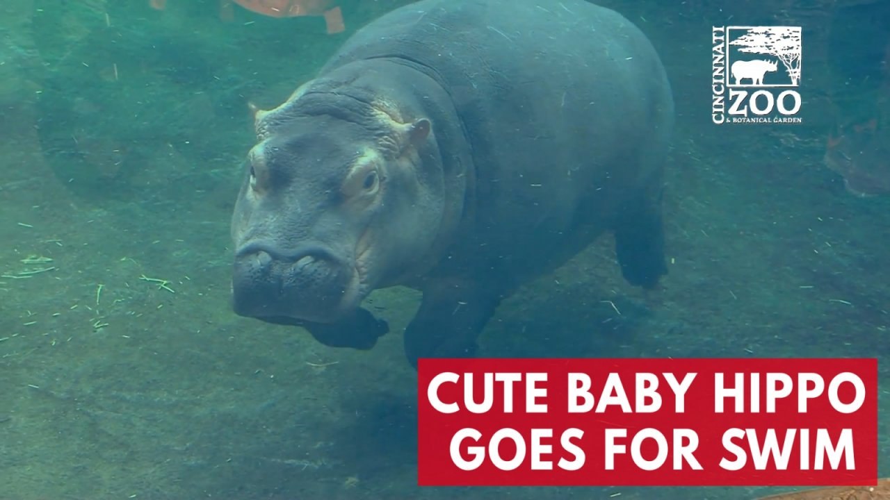 Cute baby hippo Fiona goes for a swim at Cincin...