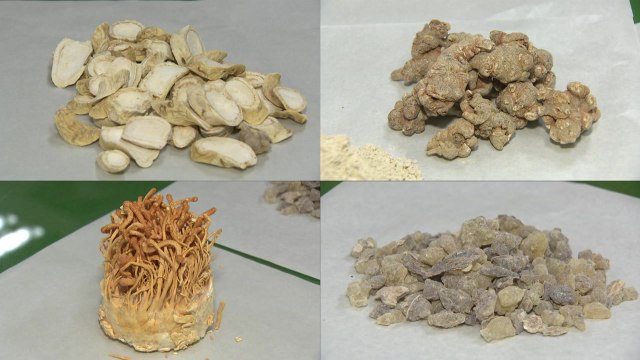 국내 최초 폐암 치료 한약제 나오나 / YTN