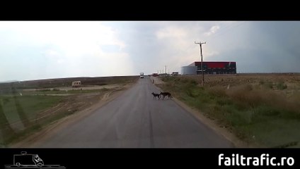 Cette maman chien sauve son petit en le tirant par la queue
