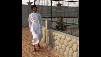 Il fait le malin tant que le lion est en cage mais une fois libéré il change d'attitude... Ahaha