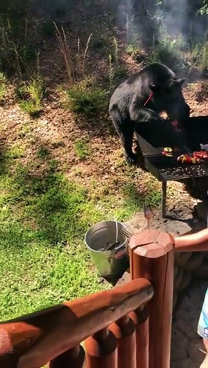 Un ours sattaque au barbcue