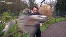 Pandilla de lémures atacó a reportero de la BBC mientras grababa