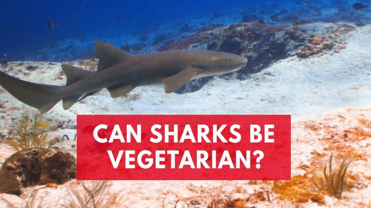Vegetarian Sharks? Scientists Discovered Bonnethead Sharks Can Survive On A 90 Percent Seagrass Diet