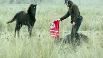 Man rescues chained wild horse, But moments later receives the most incredible thank you for saving it’s life