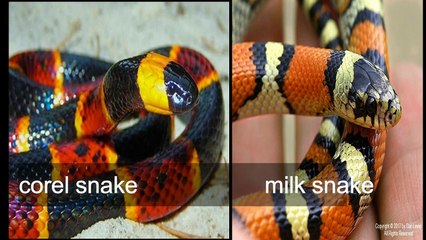 THOSE ANIMAL WHOSE WAITING  FOR YOUR LOVE