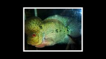 King Kamfa fish - One of the beautiful Flowerhorn fishes.