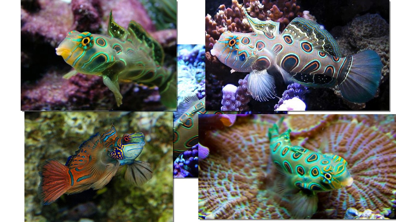 Mandarinfish - The Little Mermaid fish.