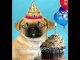 Pug Sings Happy Birthday - Hilariously