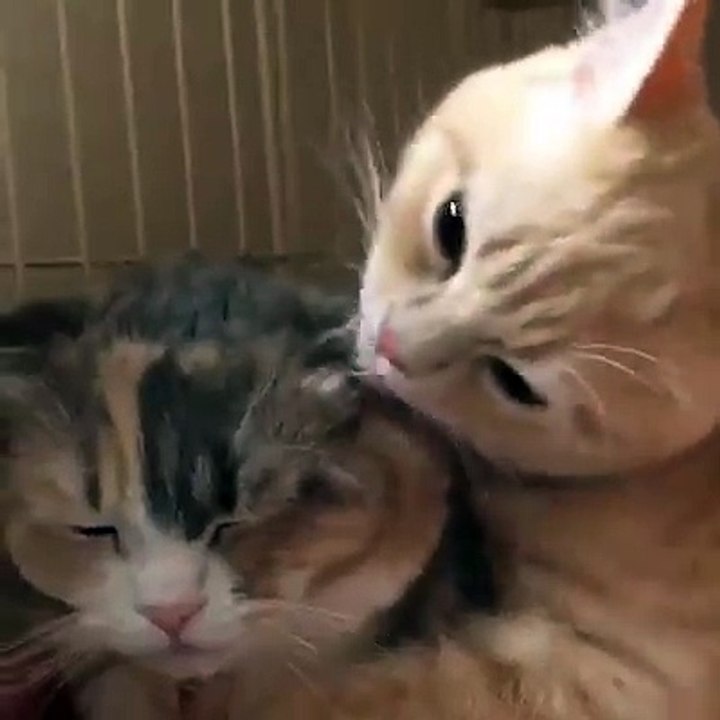Cuối tuần là ngày âu yếm nha :3 Sen chịu khó đừng có gato mà ngồi quay clip đi :v :v