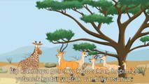 Çocuklar için Evrim - Zürafaların neden uzun boyunları var