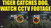 Tiger catches dog in Maharashtra's Shirdi, Watch shocking CCTV footage | Oneindia News