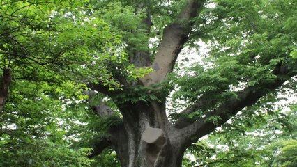 해남 대흥사 느티나무, 전라도 정도 천 년 상징 나무 선정 / YTN