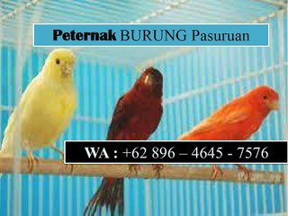 Dijamin Unggul!!! Wa: +62 896-4645-7576, Jual Burung Kenari Pasuruan