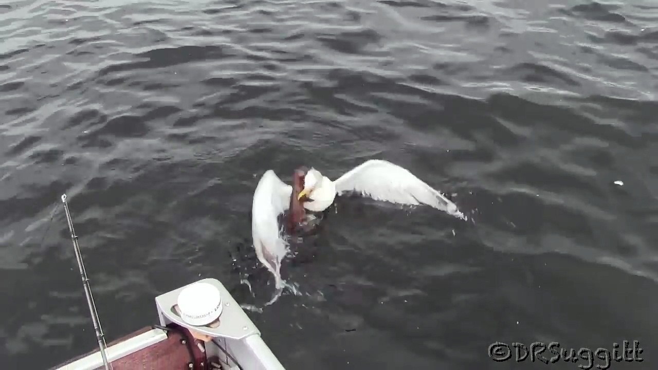 Cette belette se jette à l'eau pour attraper une mouette...