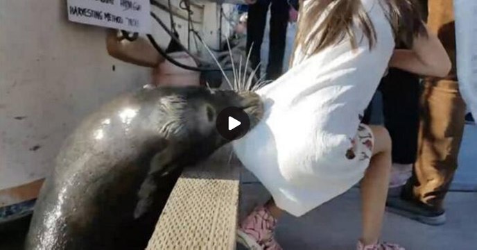 Sea lion drags girl into Steveston waters