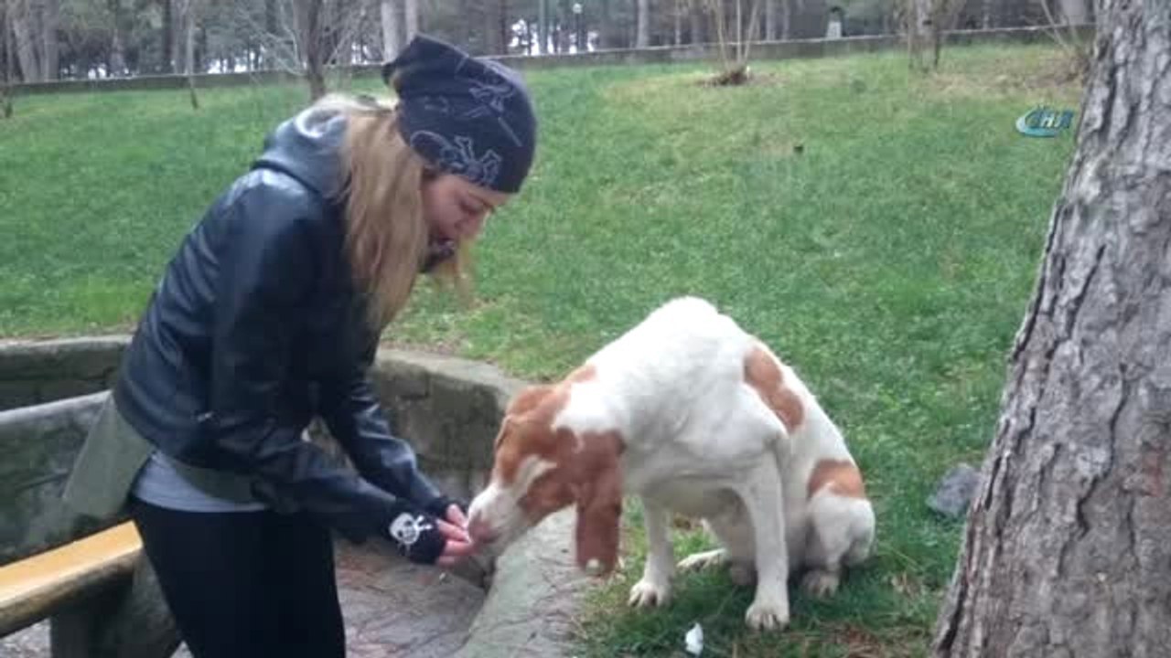 Sokak Hayvanları İçin Kulübe Yapma Yarışması