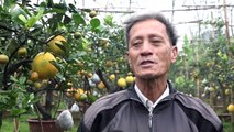 Lão nông ghép 11 loại quả trên cây bưởi  kiếm hơn nửa tỷ một năm