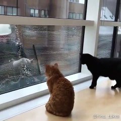Quand 2 chats attendent impatiemment le passage du laveur de carreaux pour jouer