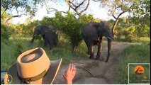 Elephant Behavior Follow Up -  Discussing Mock Charges