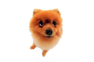 Happy Birthday! Funny Birthday Videos - Pom Pom The Pomeranian