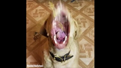 Ce chien aime beaucoup trop le fromage...