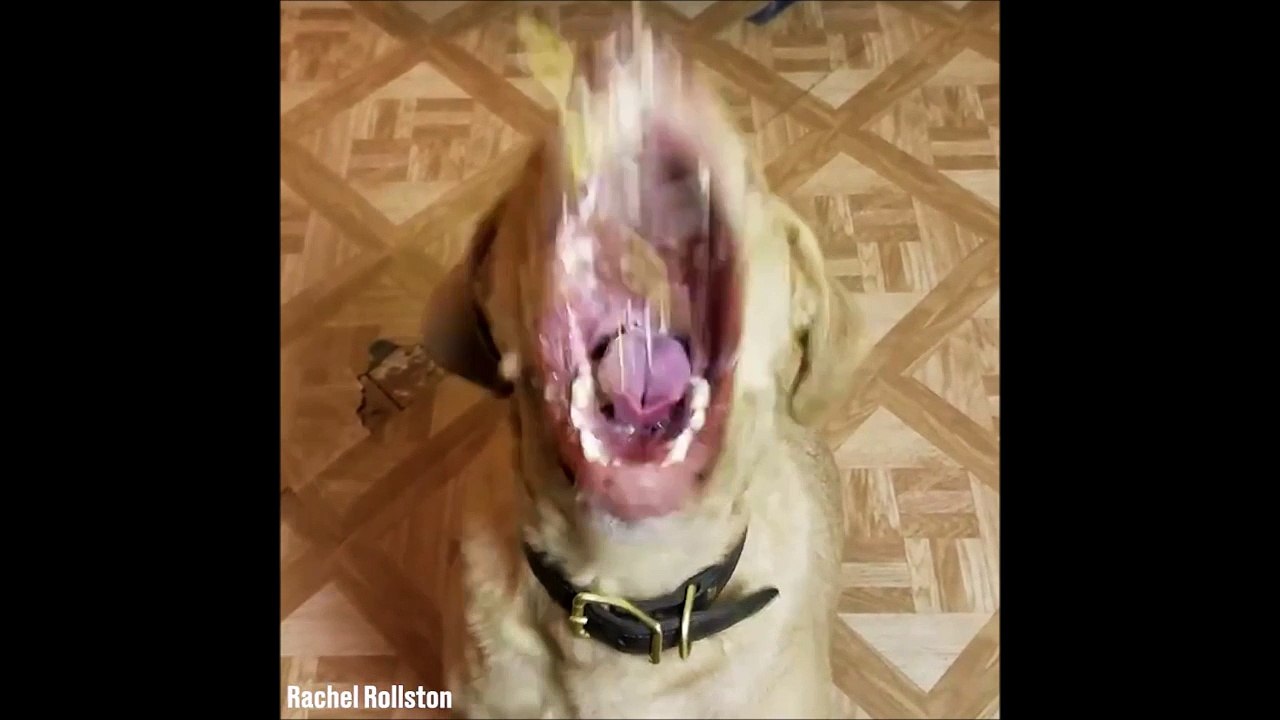 Ce chien aime beaucoup trop le fromage...