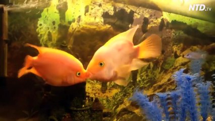 Ces 2 poissons n'arretent pas de s'embrasser à pleine bouche... Très amoureux