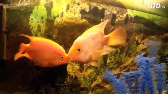 Ces 2 poissons n'arretent pas de s'embrasser à pleine bouche... Très amoureux