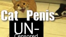 Cat Penis (Uncensored)-X6JznqlhOMs