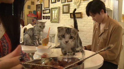 هذا الصباح-فنادق وصالونات للقطط والكلاب بالصين